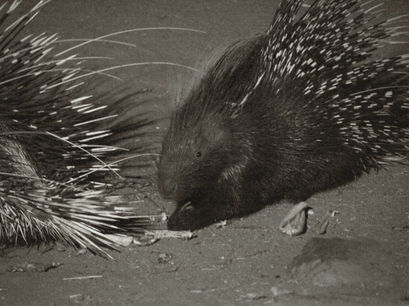 Okonjima, Porcupine